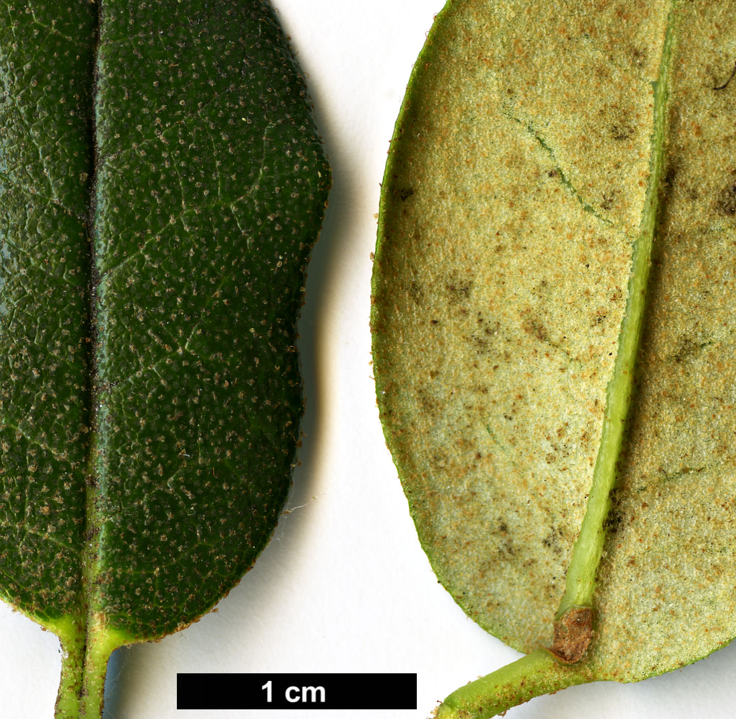 High resolution image: Family: Ericaceae - Genus: Rhododendron - Taxon: anthopogon - SpeciesSub: subsp. anthopogon 'Betty Graham' High resolution image: Family: Ericaceae - Genus: Rhododendron - Taxon: anthopogon - SpeciesSub: subsp. anthopogon 'Betty Graham'